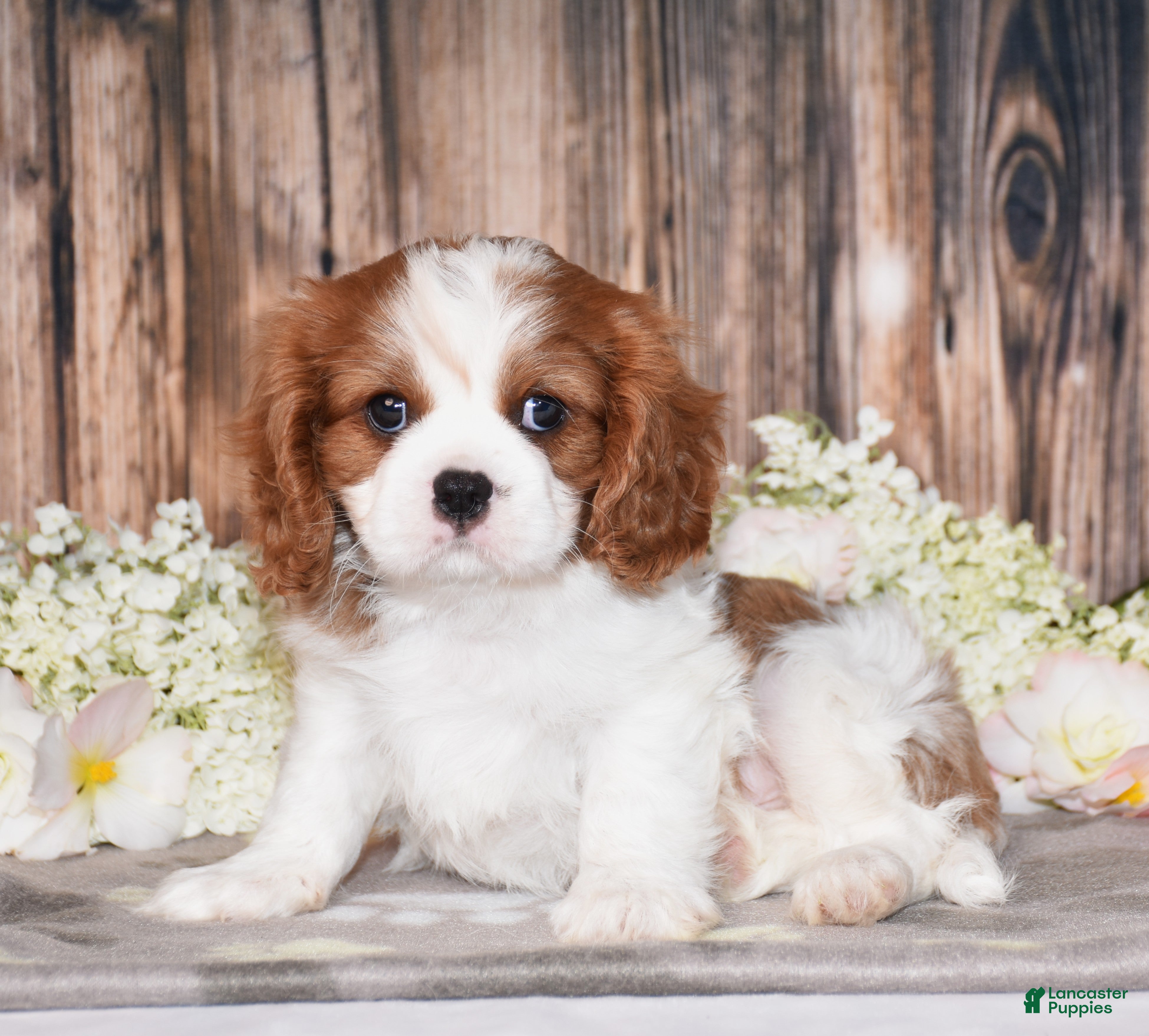 Cavalier King Charles Spaniel dogs Bronx - Ad 1