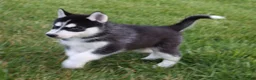 Siberian Husky dogs for sale: Chrissy - Ad 6