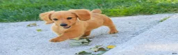 Miniature Dachshund dogs for sale: Rusty Miniature Dachshund  - Ad 4