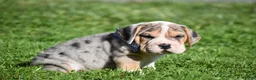Beabull dogs for sale: Hunter - Ad 10