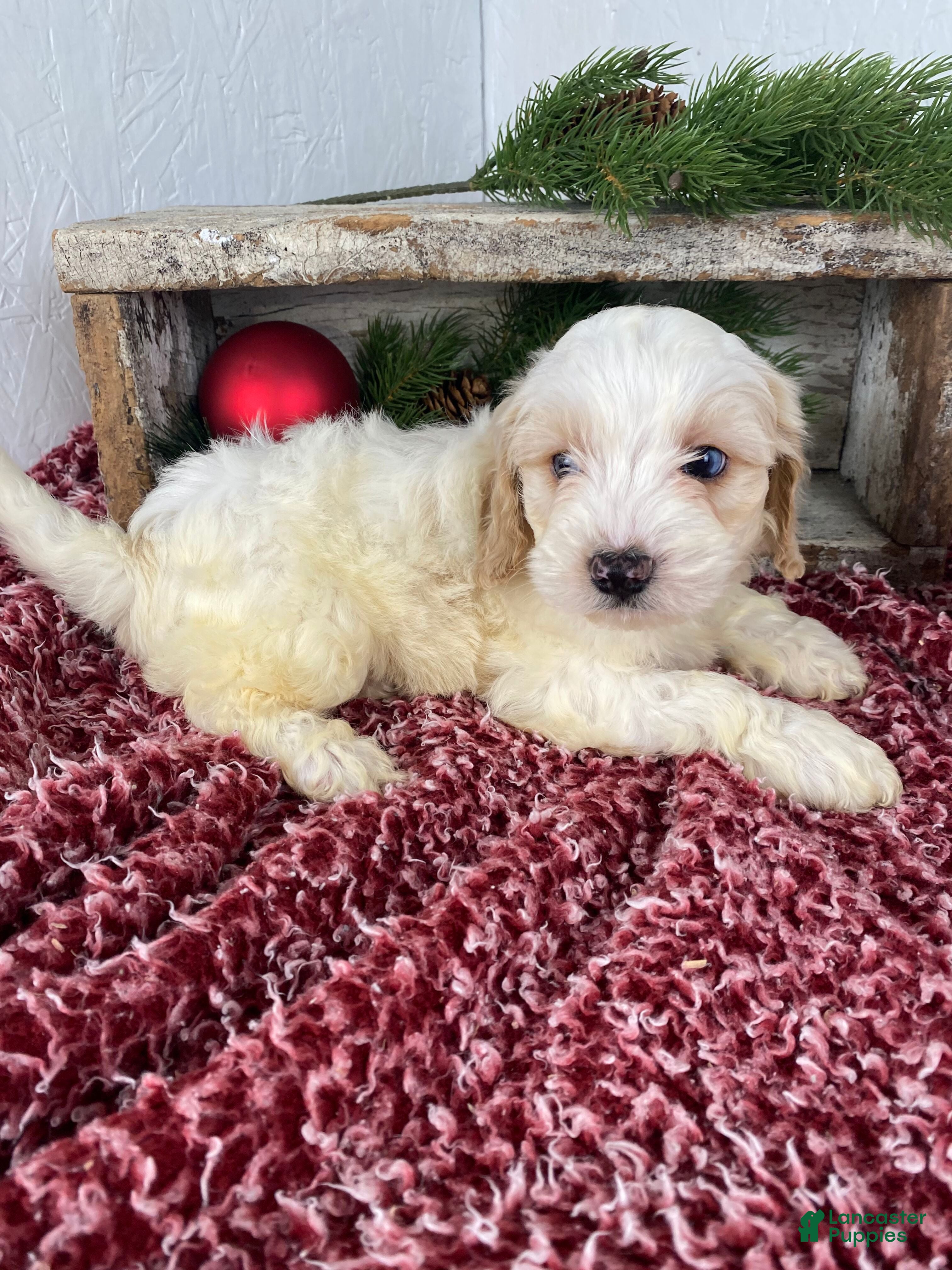 Cockapoo dogs Milo - Ad 23