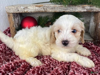 Cockapoo dogs Milo - Ad 8