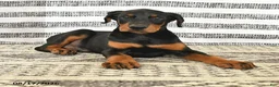 Doberman Pinscher dogs for sale: Duke - Ad 3