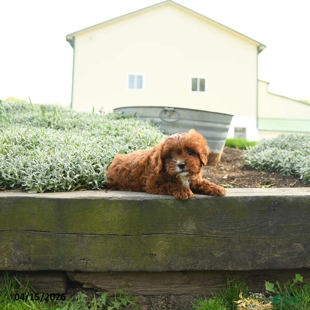 Cavapoo dogs for sale: Zeus - Ad 5
