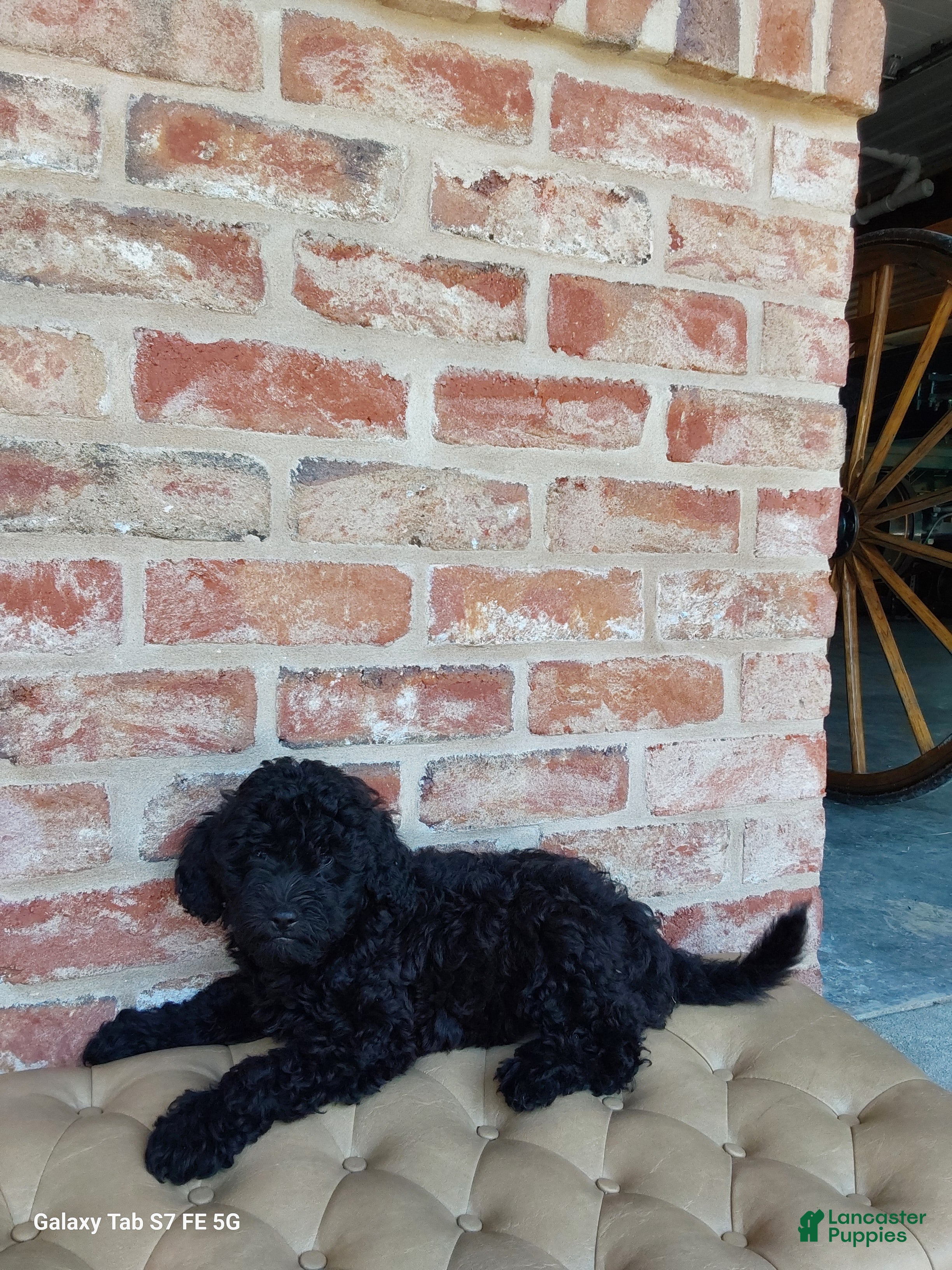 Mixed Breed dogs Mixed Breed 2 - Ad 1