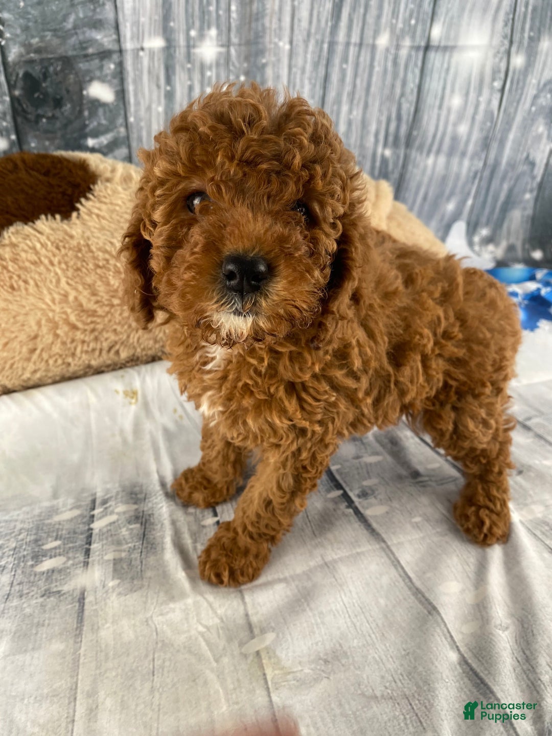 Miniature Poodle dogs for sale: Paisley - Ad 4