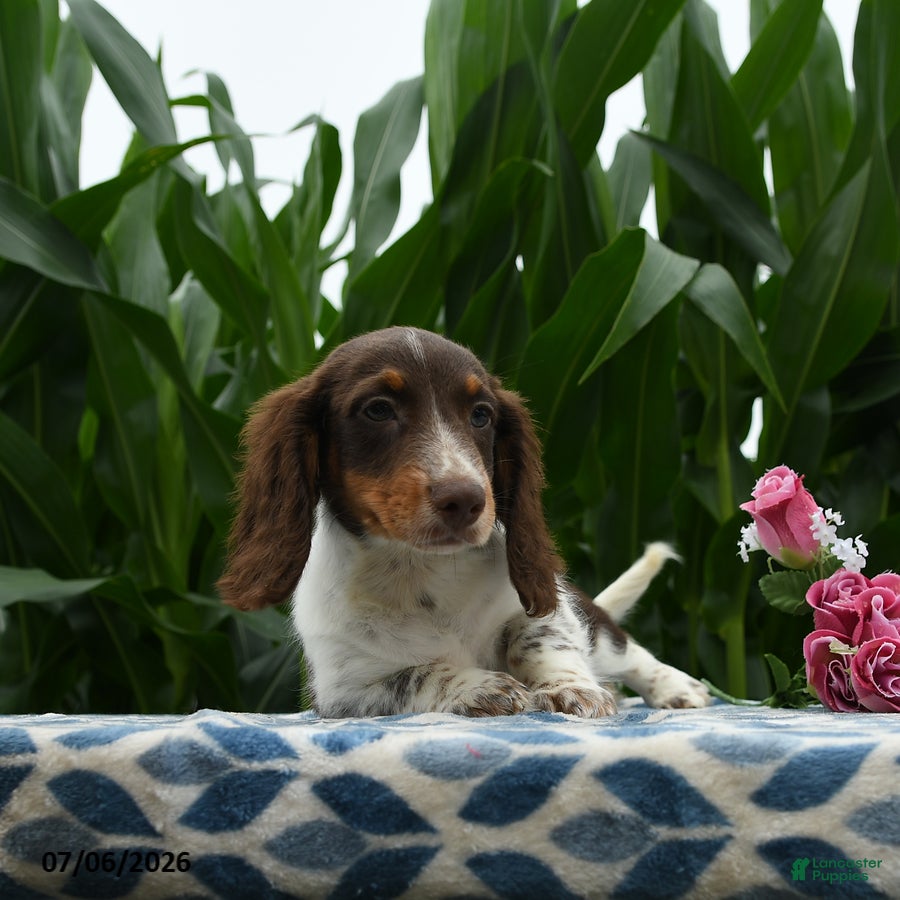 Miniature Dachshund dogs Sweetheart - Ad 2