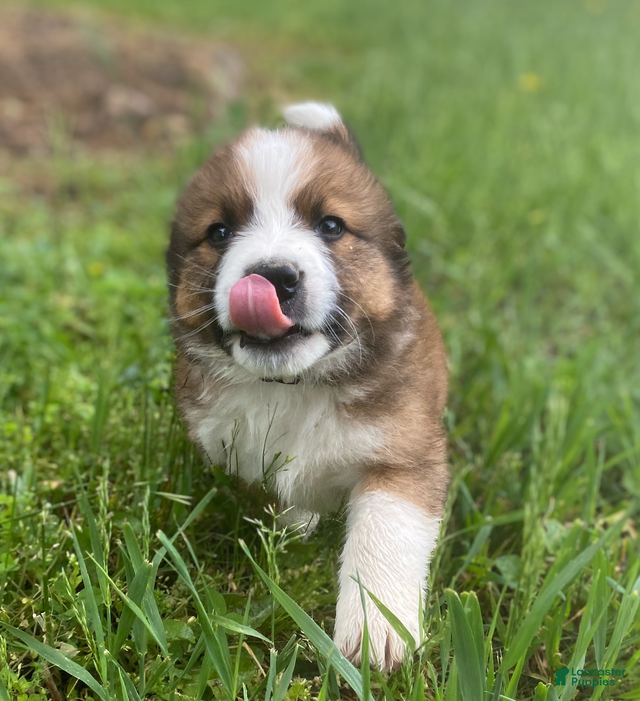 Mixed Breed dogs for sale: ♥️SWEET RIVER♥️ - Ad 5