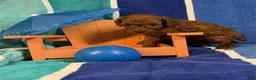 Toy Poodle dogs for sale: Nicko  - Ad 3