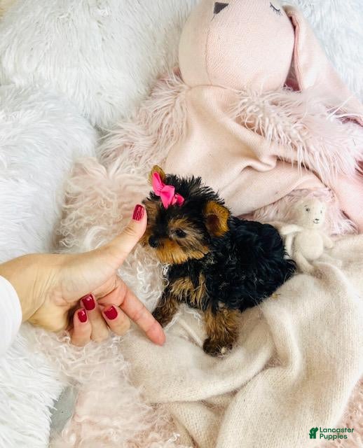 Yorkshire Terrier dogs Yorkshire Terrier 1 - Ad 27