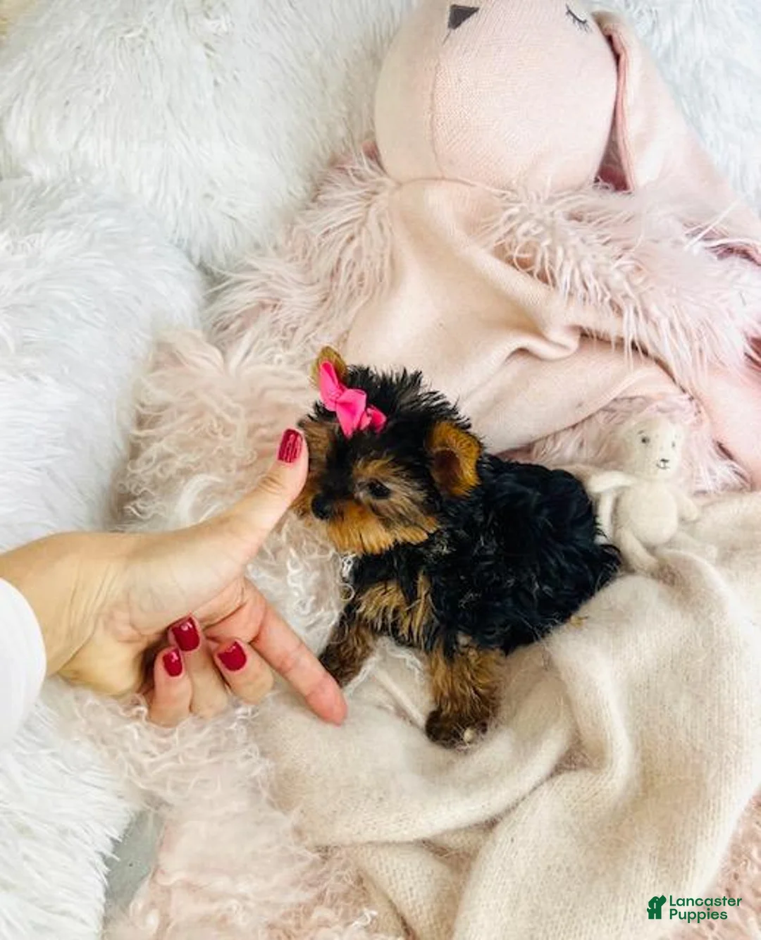 Yorkshire Terrier dogs for sale: Yorkshire Terrier 1 - Ad 1