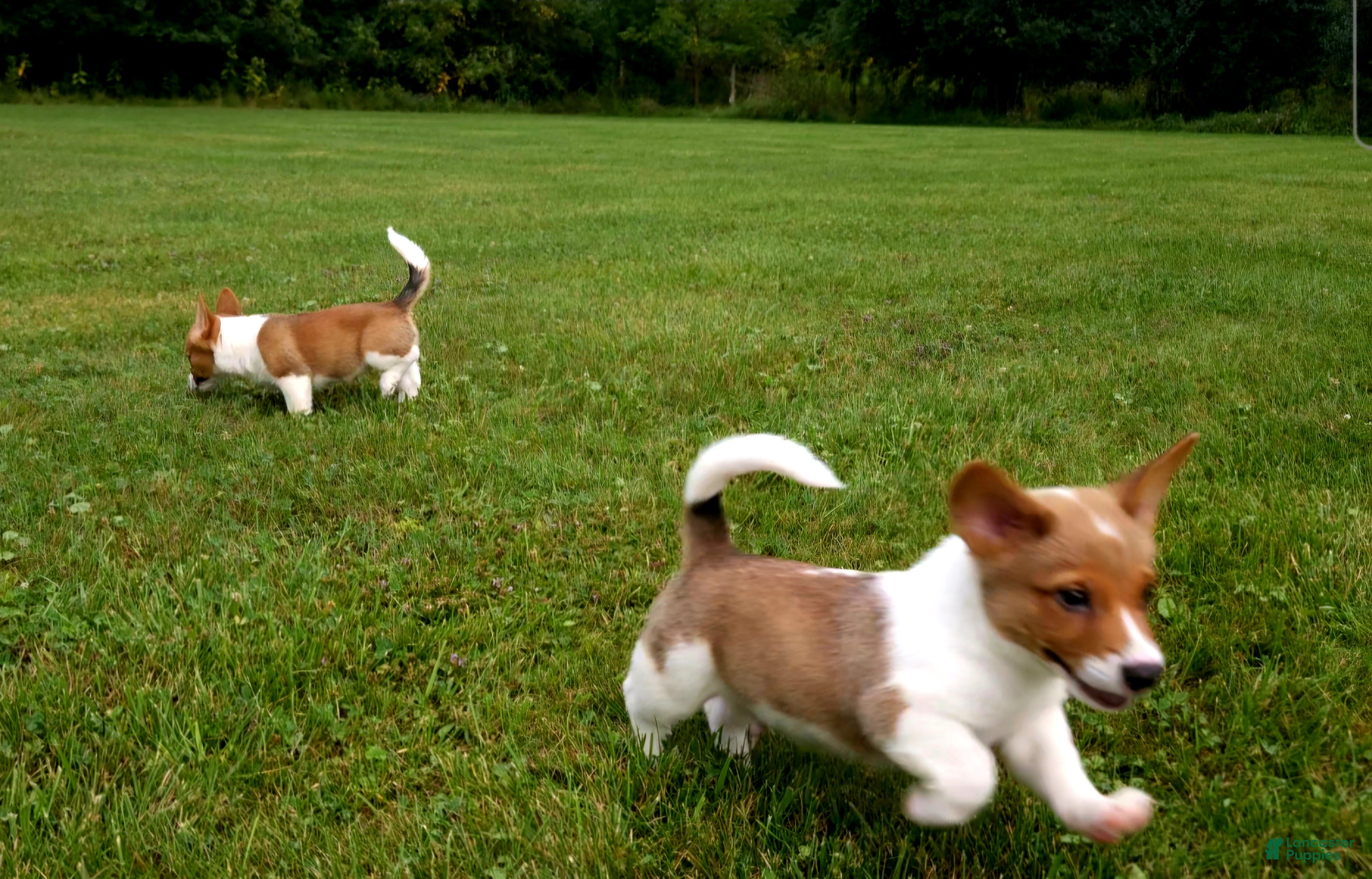 Mixed Breed dogs Orpheus - Ad 2