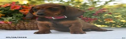 Dachshund dogs for sale: Cody - Ad 2