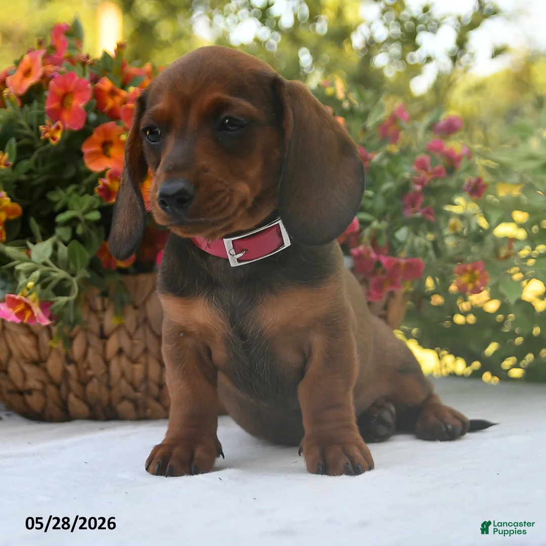 Dachshund dogs for sale: Cody - Ad 2