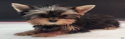 Yorkshire Terrier dogs for sale: Yorkshire Terrier 2 - Ad 2
