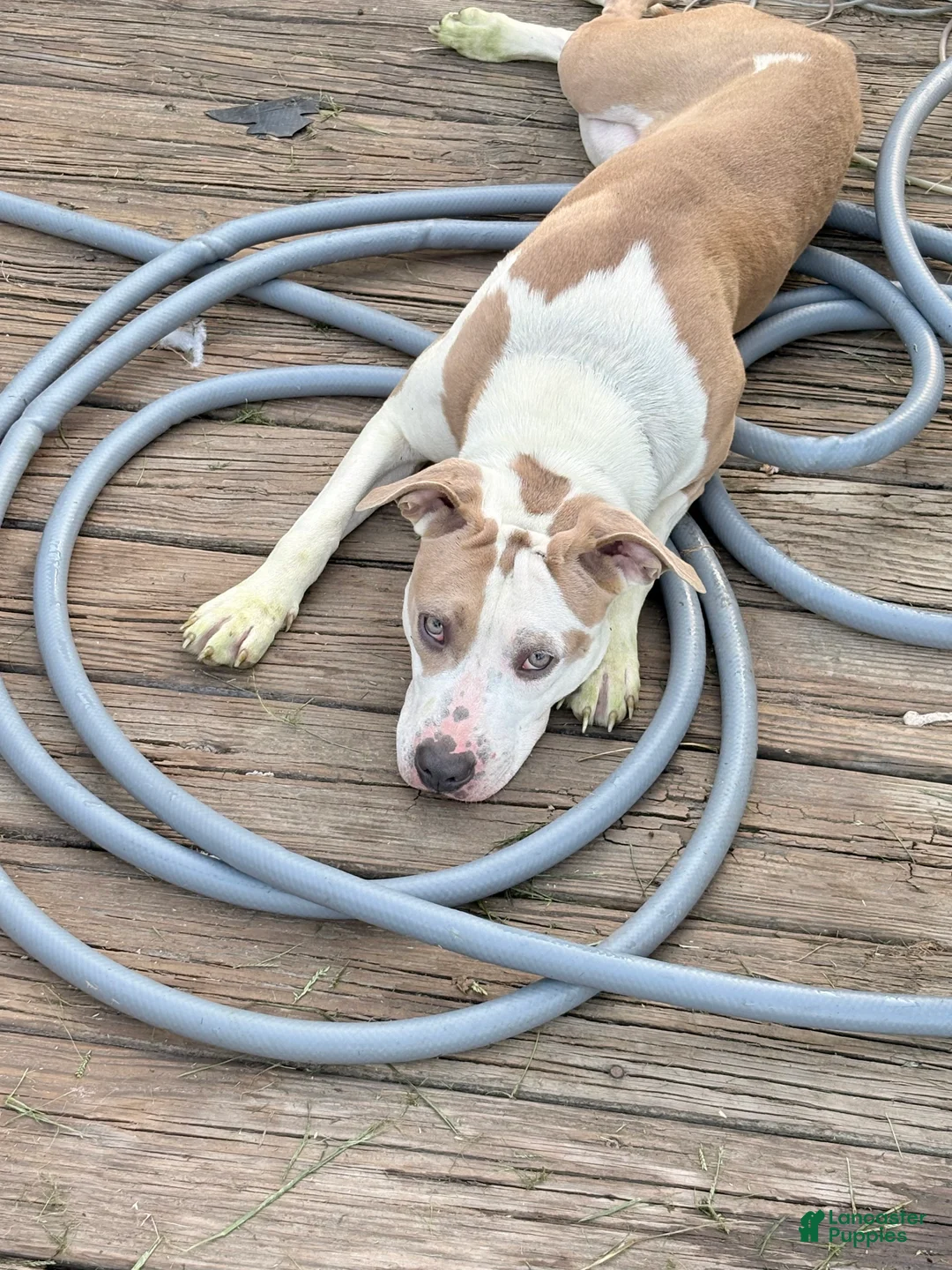 Mixed Breed dogs for sale: Smurf - Ad 6