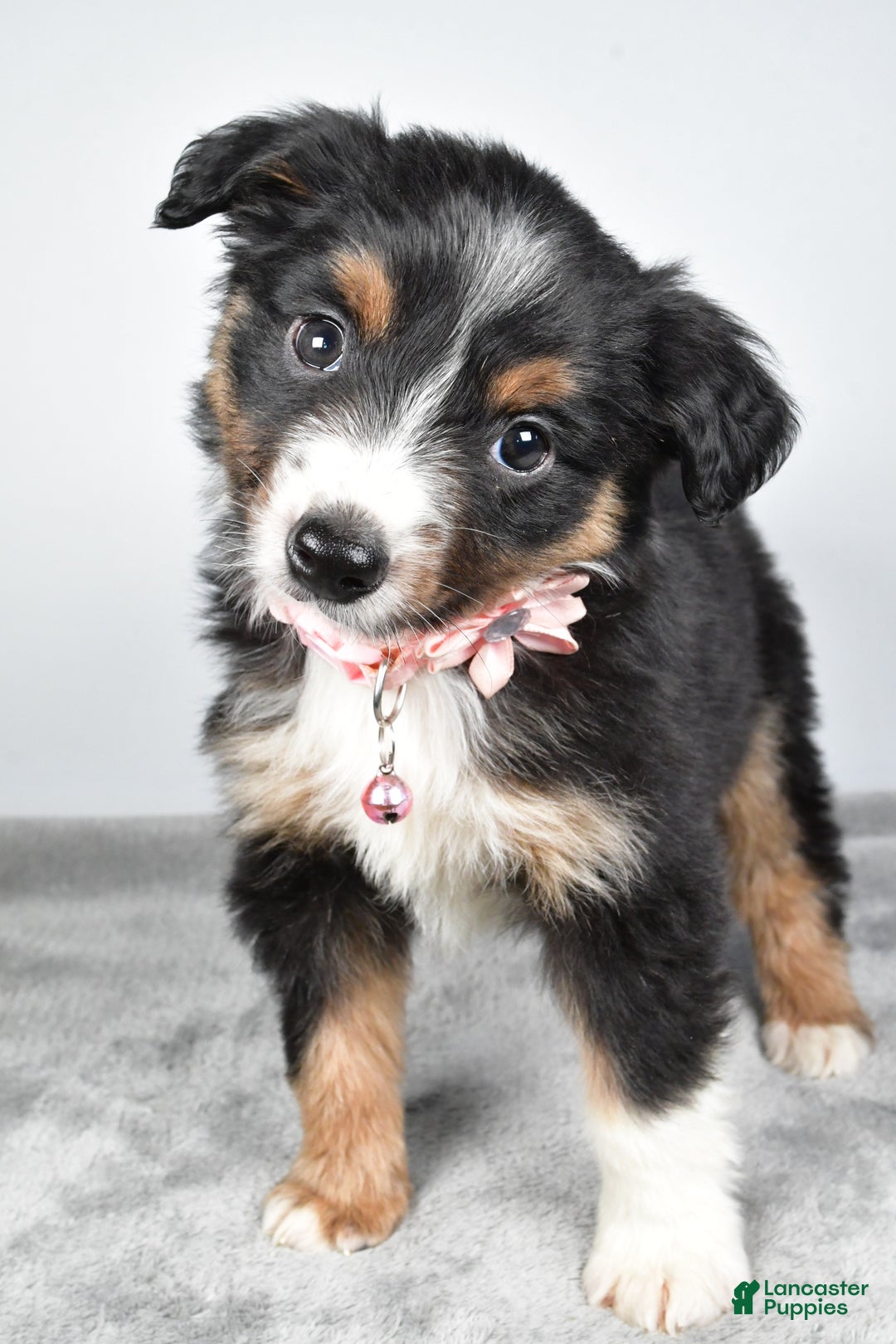 Miniature Australian Shepherd dogs for sale: Olympia - Ad 8