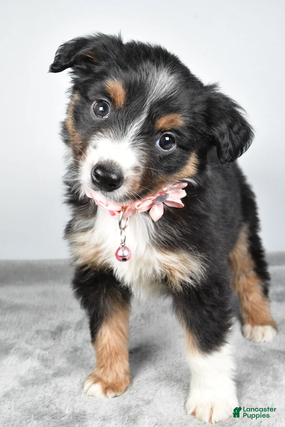 Miniature Australian Shepherd dogs for sale: Olympia - Ad 8