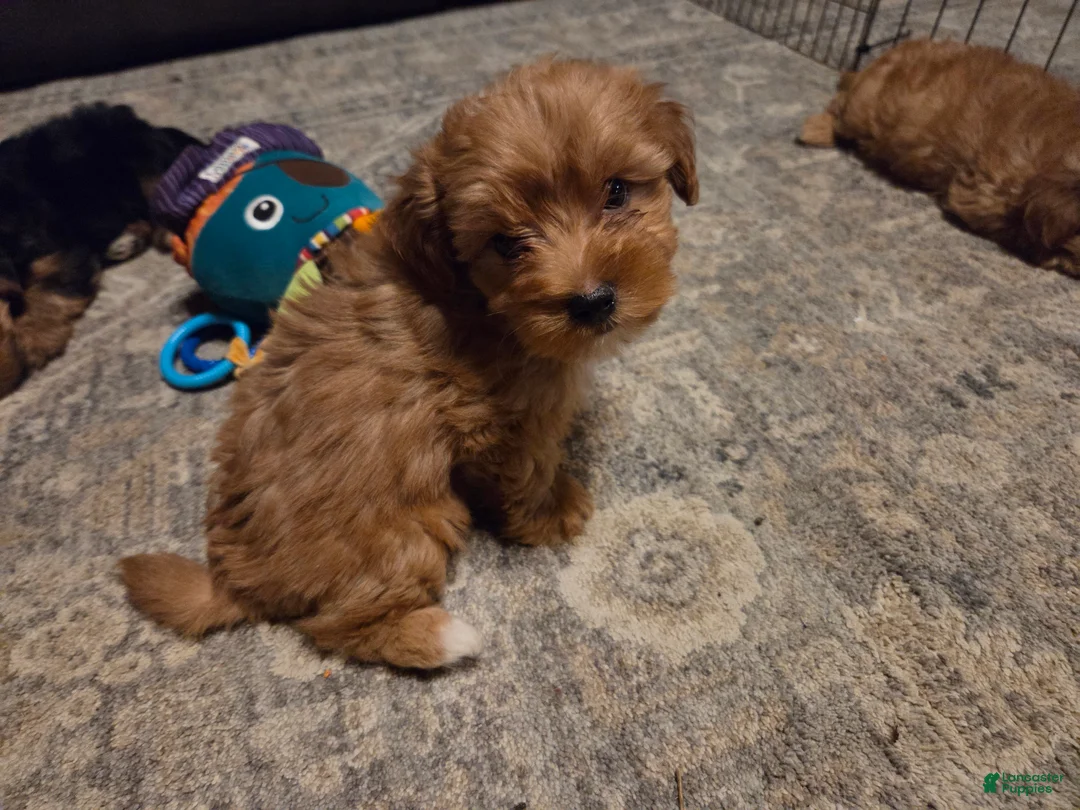 Morkie dogs for sale: Mudge - Ad 1