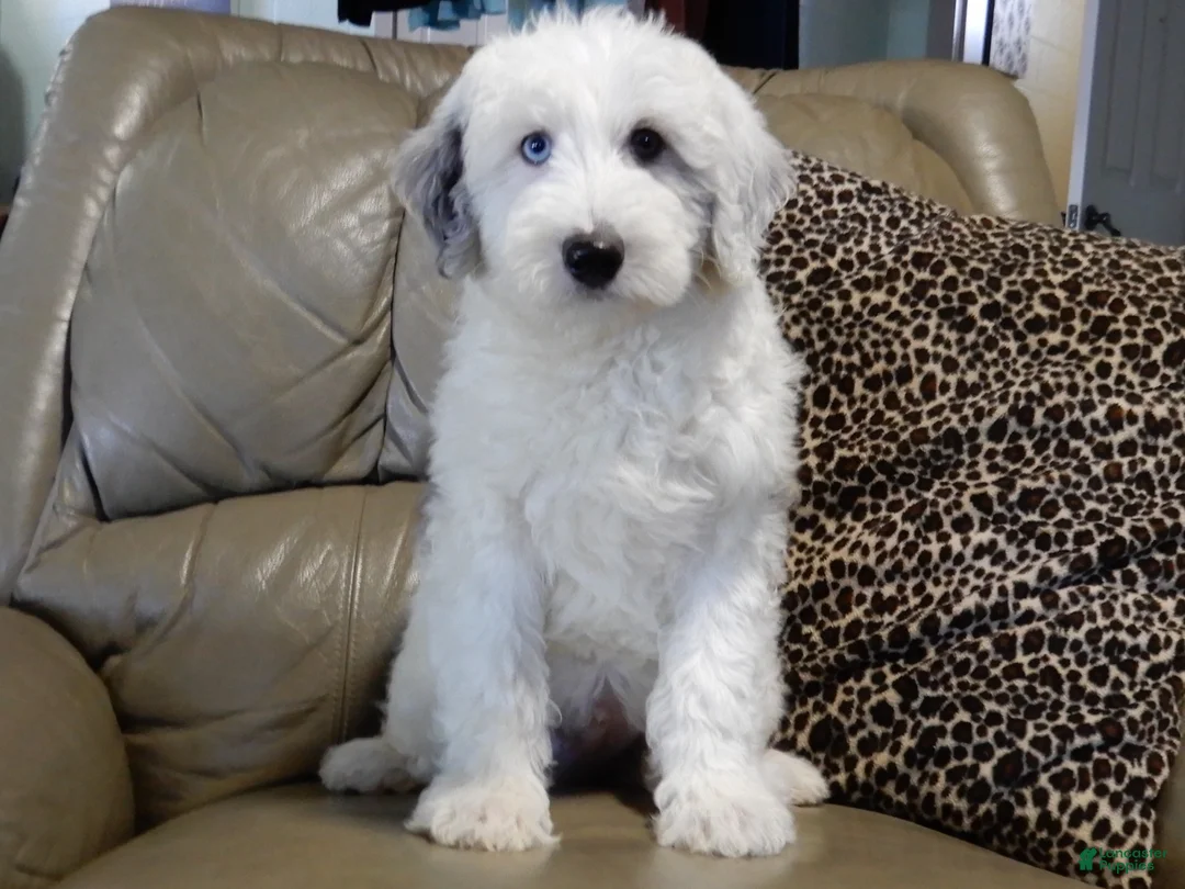 Sheepadoodle dogs for sale: Robby - Ad 1