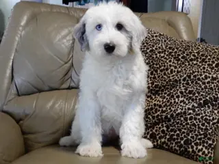 Sheepadoodle dogs Robby - Ad 1