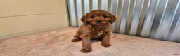 Cavapoo dogs for sale: Allie - Ad 4