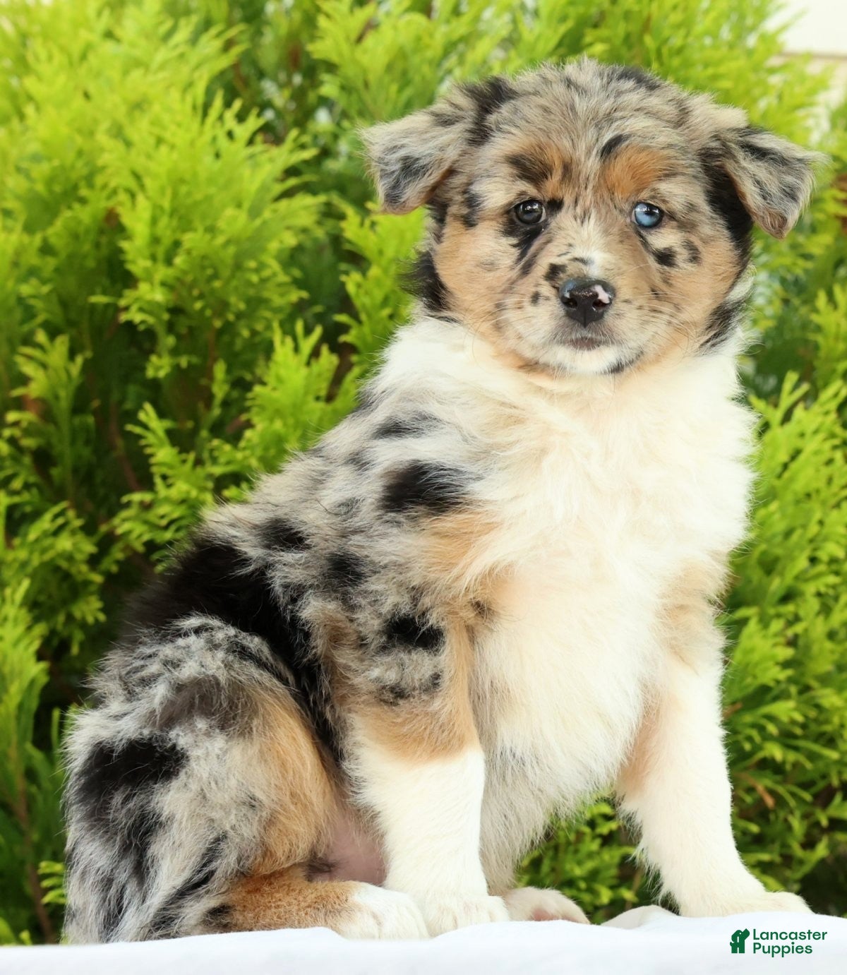 Australian Shepherd dogs for sale: Butterfly - Ad 1