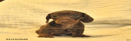 Miniature Dachshund dogs for sale: Luna  - Ad 1