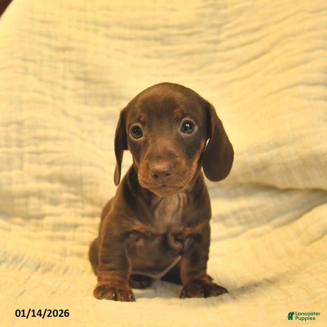 Miniature Dachshund dogs for sale: Luna  - Ad 1