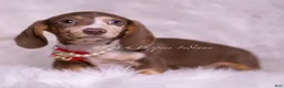 Miniature Dachshund dogs for sale: David Bowie - Ad 2