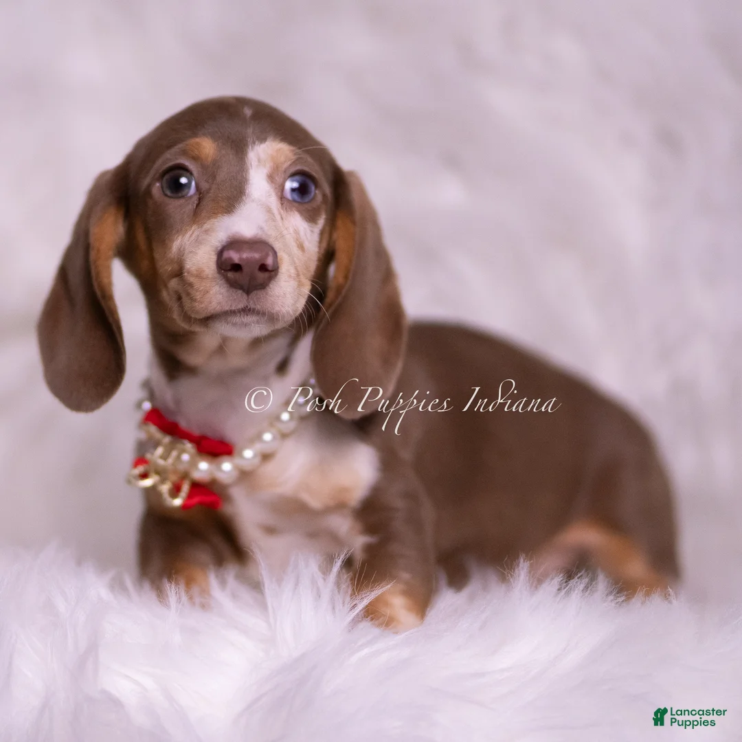 Miniature Dachshund dogs for sale: David Bowie - Ad 2