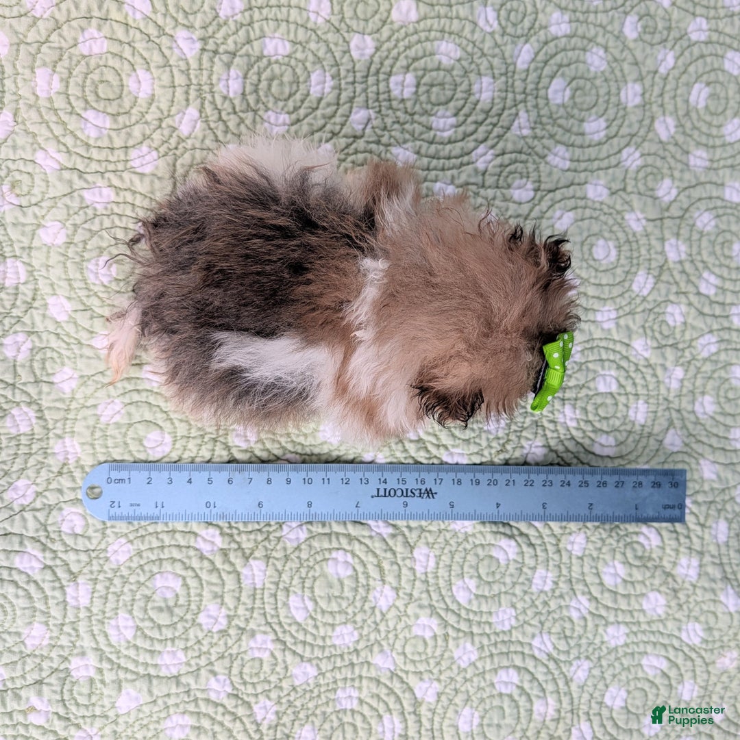 Pomeranian dogs for sale: Yule - Ad 8