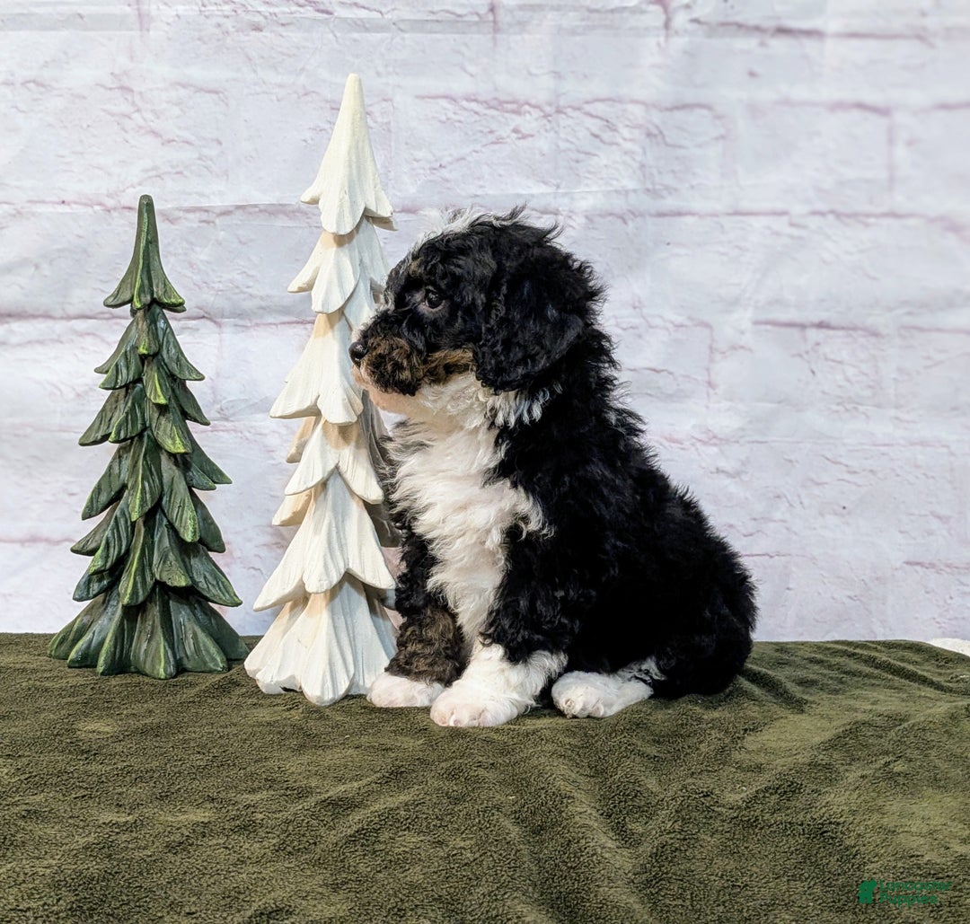 Mini Bernedoodle dogs for sale: Patrick - Ad 3