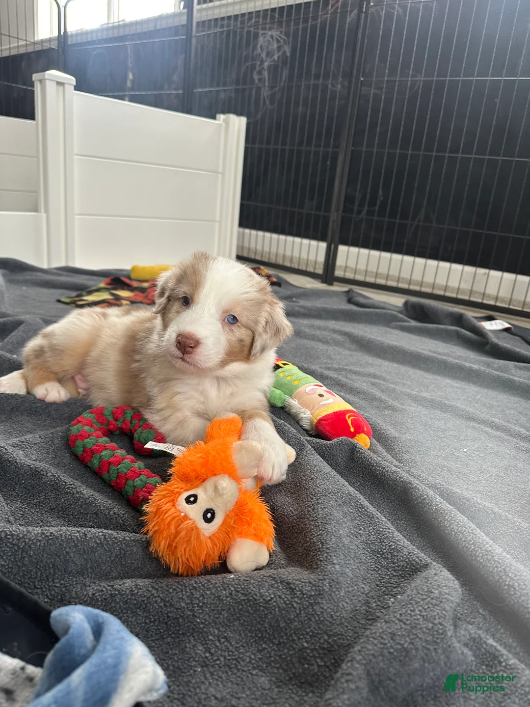Australian Shepherd dogs for sale: Timeless Tomato - Ad 4