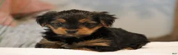 Yorkshire Terrier dogs for sale: Tia - Ad 3