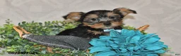 Yorkshire Terrier dogs for sale: Bradly - Ad 4