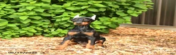 Doberman Pinscher dogs for sale: Diana - Ad 3