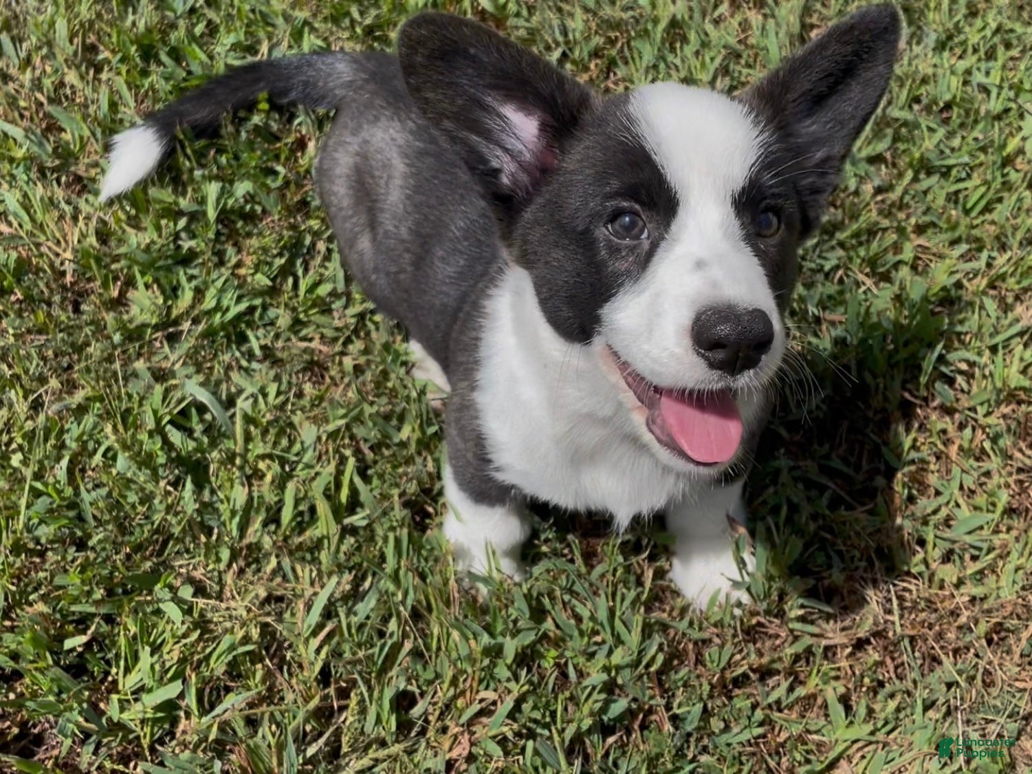 Pembroke Welsh Corgi (Pembroke Corgi, Female) in Fordland, MO