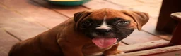 Boxer dogs for sale: Hank - Ad 3