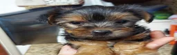 Yorkshire Terrier dogs for sale: Yorkshire Terrier 1 - Ad 3