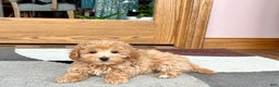 Maltipoo dogs for sale: Tigger  - Ad 3