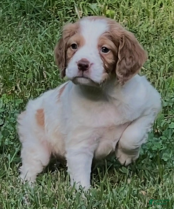 Brittany Spaniel dogs Hawkete Holly Girl 1 - Ad 1