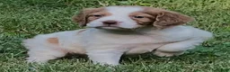 Brittany Spaniel dogs for sale: Hawkete Holly Girl 1 - Ad 1