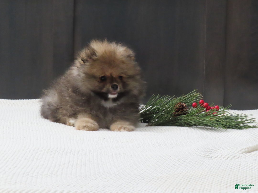 Pomeranian dogs for sale: DONALD - Ad 7