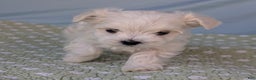 Maltese dogs for sale: Crescent - Ad 6