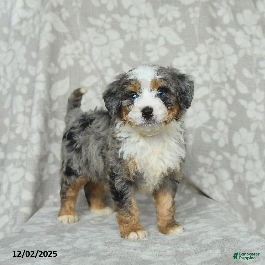 Mini Bernedoodle dogs for sale: Tommie - Ad 1
