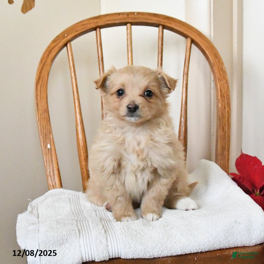 Pomapoo dogs Scarlet - Ad 9