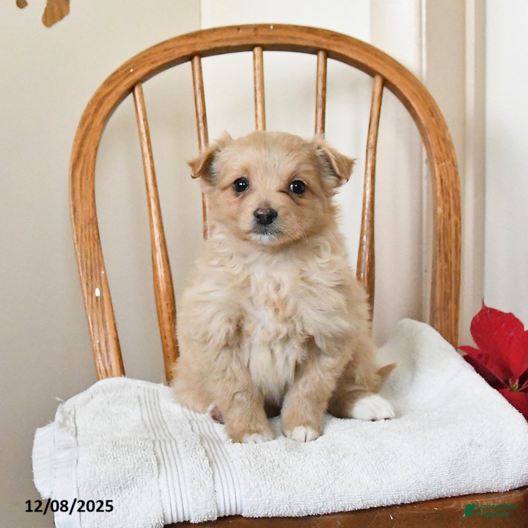 Pomapoo dogs for sale: Scarlet - Ad 1