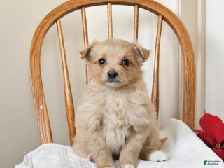 Pomapoo dogs Scarlet - Ad 18