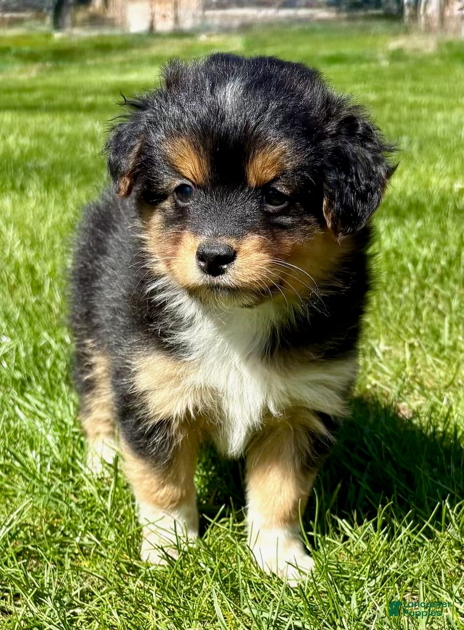 Mixed Breed dogs Tessa - shih Tzu Pomeranian mix puppy - Ad 1